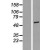 Western Blot: RGS6 Lysate [NBL1-15336] - Western Blot experiments. 
Left-Control; Right -Over-expression Lysate for RGS6